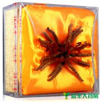 恒修堂,冬虫夏草,,是中国历史中传统的名贵中药材